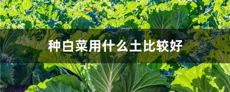 种白菜用什么土比较好 种白菜用什么土比较好