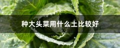 种大头菜用什么土比较好