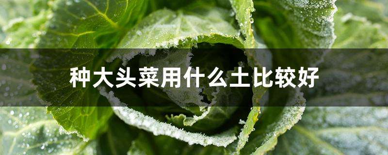 种大头菜用什么土比较好 种大头菜用什么土比较好
