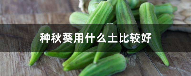 种秋葵用什么土比较好 种秋葵用什么土比较好