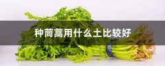 种茼蒿用什么土比较好