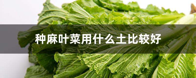 种麻叶菜用什么土比较好 种麻叶菜用什么土比较好