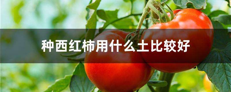 种西红柿用什么土比较好 种西红柿用什么土比较好