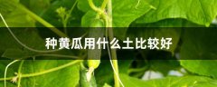 种黄瓜用什么土比较好