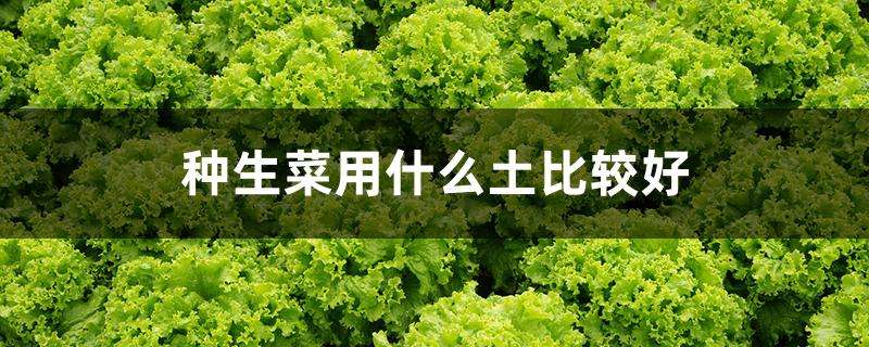 种生菜用什么土比较好 种生菜用什么土比较好