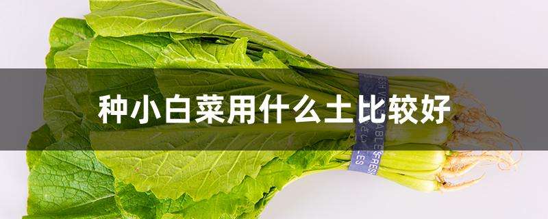 种小白菜用什么土比较好 种小白菜用什么土比较好