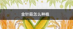 金针菇怎么种植