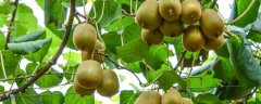 软枣猕猴桃几年结果