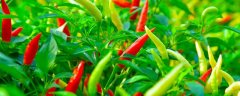 我国东南沿海地区种植冬季辣椒的优势条件