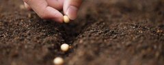 酸性土壤适合种植什么，附如何辨别酸性土壤