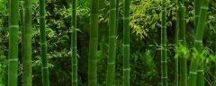 竹子加工成什么利润大，有哪些种类