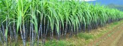 甘蔗的种植方法，有哪些技术要点
