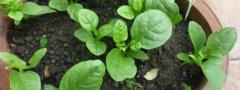 木耳菜怎么扦插种植，附木耳菜日常养护要点