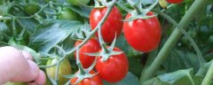 樱桃番茄怎么种植，附育苗方法