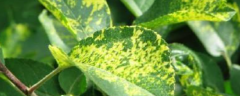植物病毒病害怎么治，常见病虫害防治药物