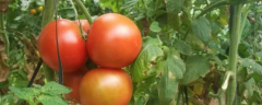 西红柿长虫子可以用什么药，西红柿的生长习性