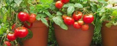 盆栽西红柿的施肥方法，附养护方法