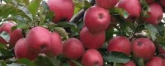 红肉苹果苗大概多少钱一棵，附其种植方法