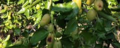 枣树防治病虫害用什么农药，附枣的简介