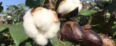 棉花枯萎病的防治方法，发病原因是什么