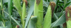 玉米侧芽的处理方法，为什么会有玉米侧芽出现