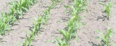 滴灌玉米的施肥方法与量，附种植技术要点