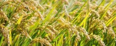 杂交水稻属于什么技术，杂交水稻怎么种