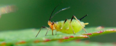 蚜用可用哪些农药防治，附蚜虫的防治方法