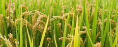 水稻基腐病可用哪些药防治，常见的防治方法