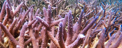 珊瑚棒该如何养殖，有什么注意事项
