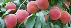桃树土传病害的防治方法，附桃树的生长习性