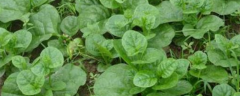 木耳菜种植技术要点，附木耳菜的种植时间