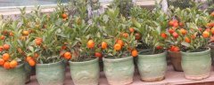 盆景橘子树的施肥方法，橘子树怎么施肥