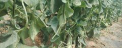 羊角酥瓜怎么种植，有哪些技术要点