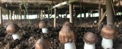 松菌怎么种植，有哪些技术要点