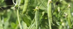 豌豆一般何时上市，有哪些种植技术要点