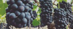黑提葡萄高产种植方法，有哪些技术要点