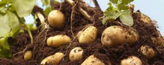 马铃薯的种植管理技术有哪些，附马铃薯基本介绍