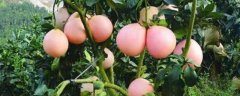 三红蜜柚种植方法，有哪些技术要点