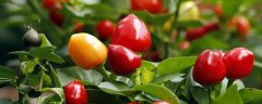 五色椒怎么种植，有哪些技术要点