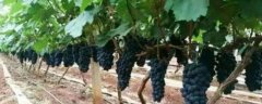 辽峰葡萄种植方法，有哪些技术要点