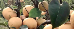 金果梨树苗一株大概多少钱，附其高效种植技术