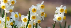 土培水仙花怎么养，附其生长习性