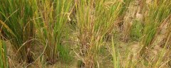 什么病会引起水稻黄叶矮缩，附其防治方法和发病规律