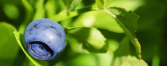 蓝莓苗叶片为什么发红，附盆栽蓝莓的种植方法