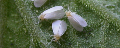 蔬菜上的白飞虱怎么防治，附白飞虱基本介绍