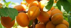 杏树的种植方法，对土壤、温度、光照、水分有哪些要求