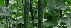 黄瓜的种植时间，有哪些种植技术要点