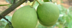 柚子的繁殖方法，柚子有什么营养价值