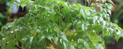 辣椒树生虫怎么防治，辣椒虫害有哪些症状表现